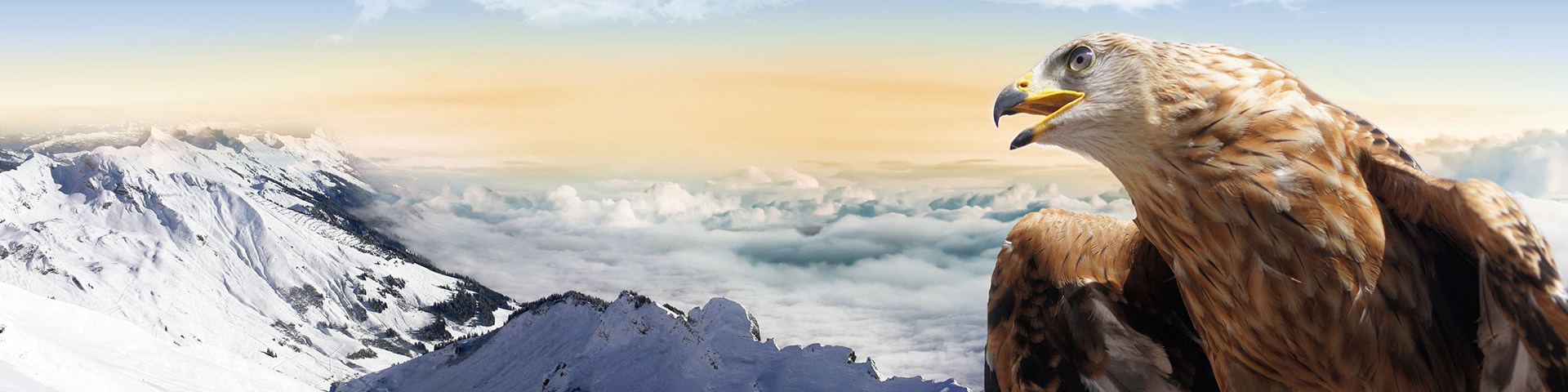 安博app官网登录入口